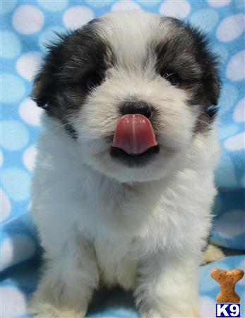 Puppykisses Picture 2